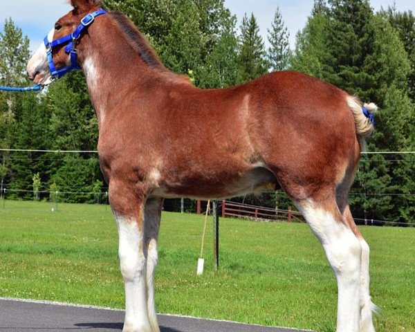 Pferd Parnellranch Rooster Cogburn (Clydesdale, 2014, von Gregglea Azar's Protege)