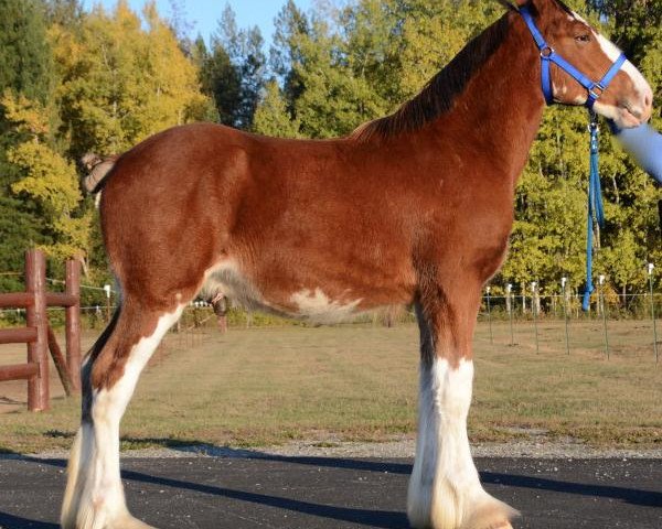 Pferd Parnellranch Protejay (Clydesdale, 2019, von Gregglea Azar's Protege)