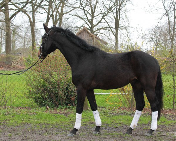 dressage horse Lissadon (Hanoverian, 2015, from Lissaro)