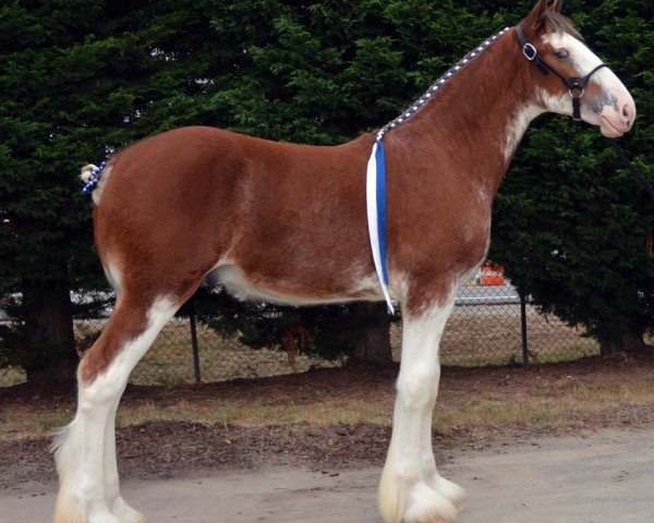 Deckhengst Parnell Ranch Protege's Peyton (Clydesdale, 2016, von Gregglea Azar's Protege)