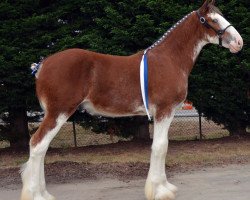 stallion Parnell Ranch Protege's Peyton (Clydesdale, 2016, from Gregglea Azar's Protege)