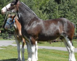 broodmare Priest Lake Miss Hannah Blue (Clydesdale, 2011, from Lucebay Parnell's Perfection)