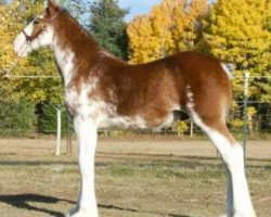 horse Parnellranch Protege's Patriot (Clydesdale, 2018, from Gregglea Azar's Protege)