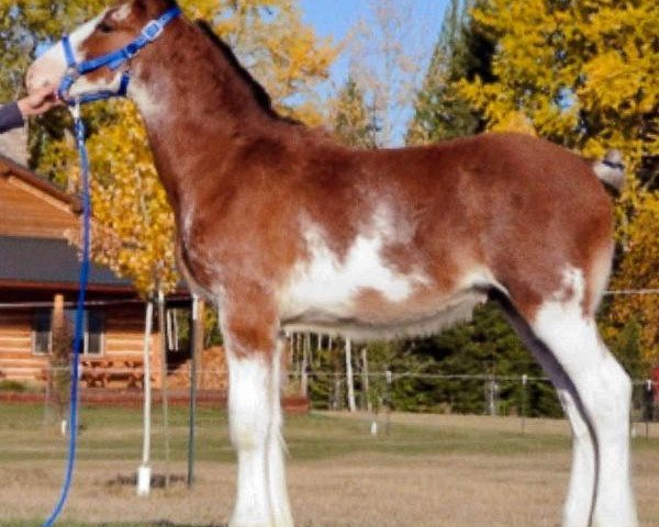 Pferd Parnell Ranch Mr Jax (Clydesdale, 2015, von Gregglea Azar's Protege)