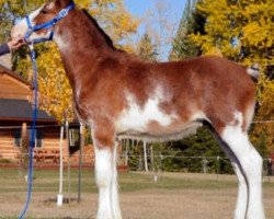 horse Parnell Ranch Mr Jax (Clydesdale, 2015, from Gregglea Azar's Protege)