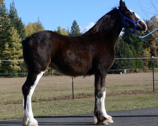 Pferd Parnellranch Miss Unique (Clydesdale, 2019, von Belleau W.S. Luke)