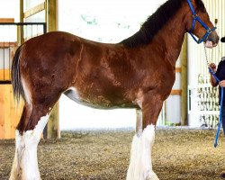 horse Parnellranch Miss Prote Jewel (Clydesdale, 2017, from Gregglea Azar's Protege)