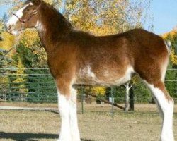 horse Parnellranch Miss Prote Jess (Clydesdale, 2018, from Gregglea Azar's Protege)