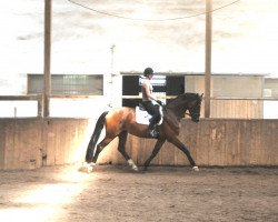 dressage horse Agostino 8 (Württemberger, 2009, from Alassio's Boy)