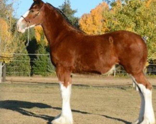 Pferd Parnellranch Miss Prote Jazz (Clydesdale, 2018, von Gregglea Azar's Protege)