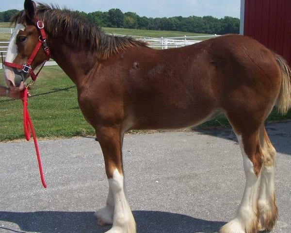 Zuchtstute Belleau W.S. Siri (Clydesdale, 2013, von Priest Lake Perfection)