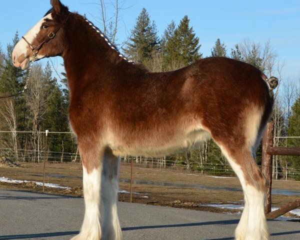 Pferd Parnellranch Miss Prote Jade (Clydesdale, 2017, von Gregglea Azar's Protege)