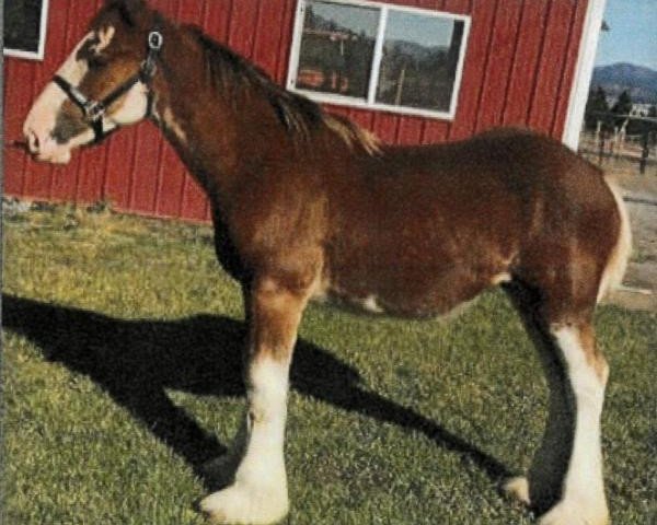 Pferd Coco Pop of Liberty Lake (Clydesdale, 2018, von Gregglea Azar's Protege)