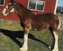 horse Coco Pop of Liberty Lake (Clydesdale, 2018, from Gregglea Azar's Protege)