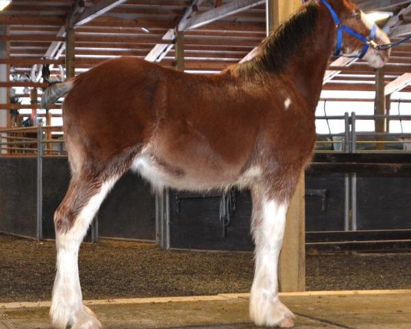 Pferd Liberty Lake Protejack (Clydesdale, 2019, von Gregglea Azar's Protege)