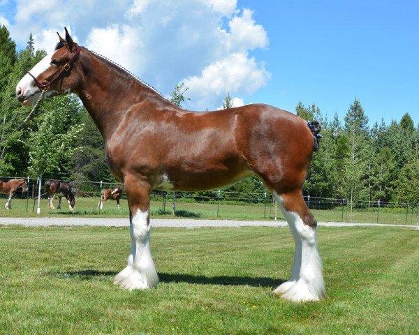 Zuchtstute Parnellranch Miss Hot Coco (Clydesdale, 2014, von Lucebay Parnell's Perfection)