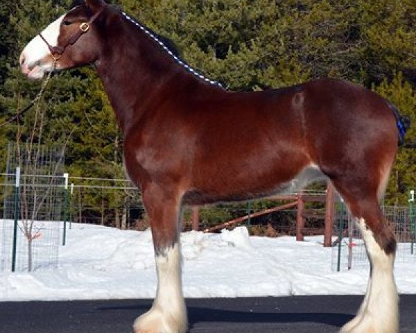 Zuchtstute Parnellranch Miss Prote Jen (Clydesdale, 2014, von Gregglea Azar's Protege)