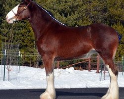 Zuchtstute Parnellranch Miss Prote Jen (Clydesdale, 2014, von Gregglea Azar's Protege)