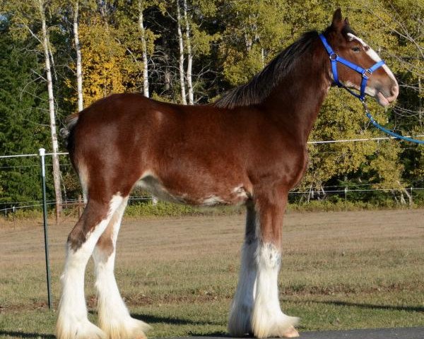 horse Parnellranch Miss Eloquence (Clydesdale, 2019, from Belleau W.S. Luke)