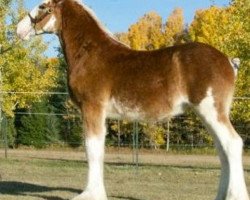 horse Parnellranch Miss Barbie Doll (Clydesdale, 2018, from Lucebay Parnell's Perfection)