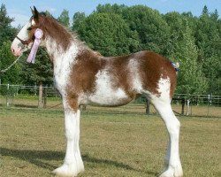 Pferd Parnellranch Miss Amazing (Clydesdale, 2018, von Lucebay Parnell's Perfection)