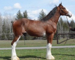 horse Parnell Ranch Lynlee (Clydesdale, 2016, from Gregglea Azar's Protege)