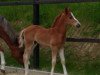 dressage horse Dabaduu W (German Riding Pony, 2018, from Dating AT NRW)