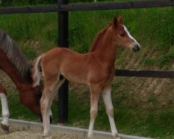 dressage horse Dabaduu W (German Riding Pony, 2018, from Dating AT NRW)