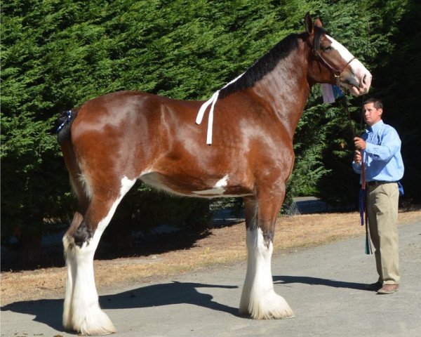 broodmare Parnellranch Miss Perfect Floss (Clydesdale, 2014, from Lucebay Parnell's Perfection)