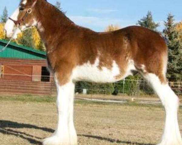 horse Parnellranch Jackson (Clydesdale, 2018, from Gregglea Azar's Protege)