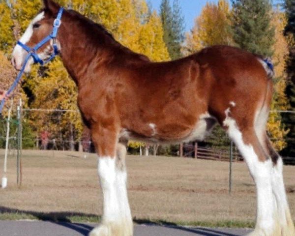 Zuchtstute Parnell Ranch Protege's Pistol Annie (Clydesdale, 2015, von Gregglea Azar's Protege)