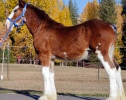 broodmare Parnell Ranch Protege's Pistol Annie (Clydesdale, 2015, from Gregglea Azar's Protege)