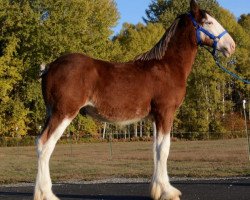 horse Parnellranch Hotshot (Clydesdale, 2019, from Belleau W.S. Luke)