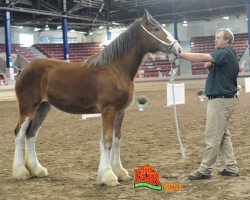 broodmare Shining Meadows Ivey (Clydesdale, 2015, from Maplewood Danielle's Lucas)