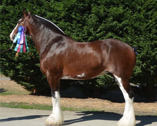 Zuchtstute Priest Lake Miss Flawless (Clydesdale, 2009, von Lucebay Parnell's Perfection)