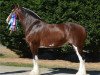 Zuchtstute Priest Lake Miss Flawless (Clydesdale, 2009, von Lucebay Parnell's Perfection)