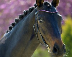 dressage horse Flambeau 135 (Oldenburg, 2012, from Fürstenball)