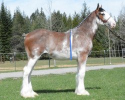 stallion Parnell Ranch Flanigan (Clydesdale, 2016, from Gregglea Azar's Protege)