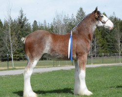 horse Parnell Ranch Finnegan (Clydesdale, 2016, from Lucebay Parnell's Perfection)