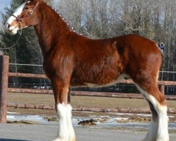 Pferd Parnellranch Applejack (Clydesdale, 2017, von Gregglea Azar's Protege)