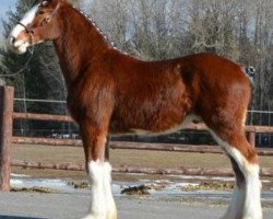 Pferd Parnellranch Applejack (Clydesdale, 2017, von Gregglea Azar's Protege)