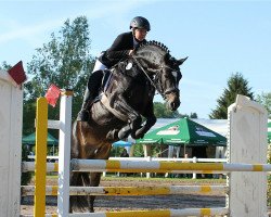 stallion Sunny Boy S 2 (German Riding Pony, 2011, from Sunny Side Up)