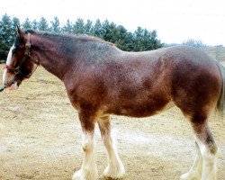 Zuchtstute Egalacres Jake's Pam (Clydesdale, 2012, von Egalacres Phoenix Jacob)