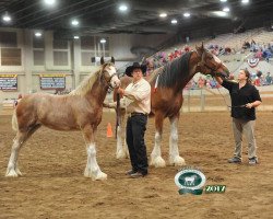 Pferd Pam's Valerie (Clydesdale, 2017, von Master John Kraven)