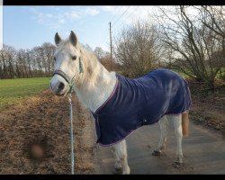 dressage horse Darling 205 (German Riding Pony, 1997, from Duktus)