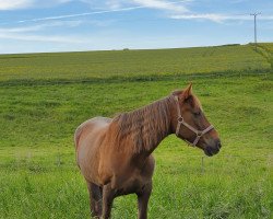 broodmare Pride's fast Sunbeam (Tennessee Walking Horse,  , from Judith's Pride)