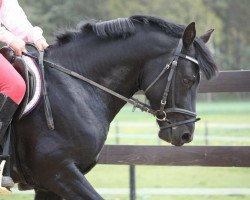 stallion De Coeur Noir (German Riding Pony, 2017, from Don Dino L)