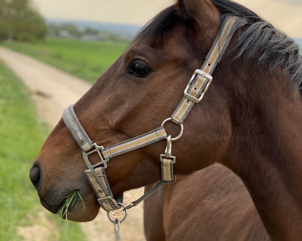 jumper San Samiro (Hanoverian, 2015, from Stakkato Gold)