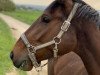 jumper San Samiro (Hanoverian, 2015, from Stakkato Gold)