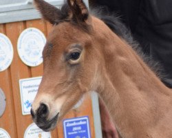 broodmare Variabell (Feine) (German Sport Horse, 2020, from Vaderland OLD)